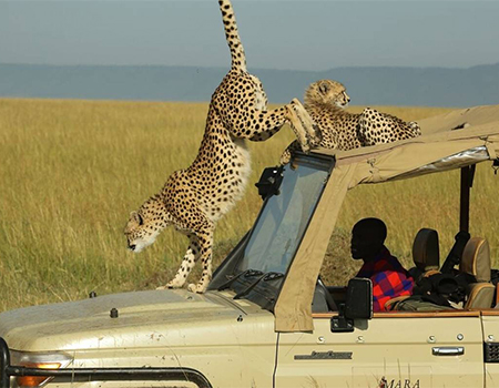 10-days-combined-kenya-and-tanzania-lodge-budget-safari