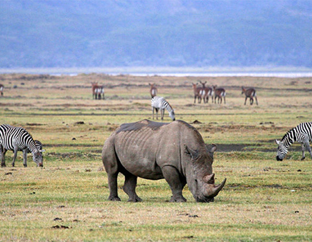 13-days-unforgettable-kenya-tanzania-safari