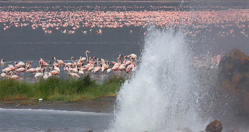 2-days-lake-bogoria-baringo-private-flamingos-safari