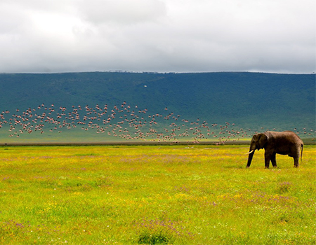 3 Days Finest Serengeti - Ngorongoro group safari