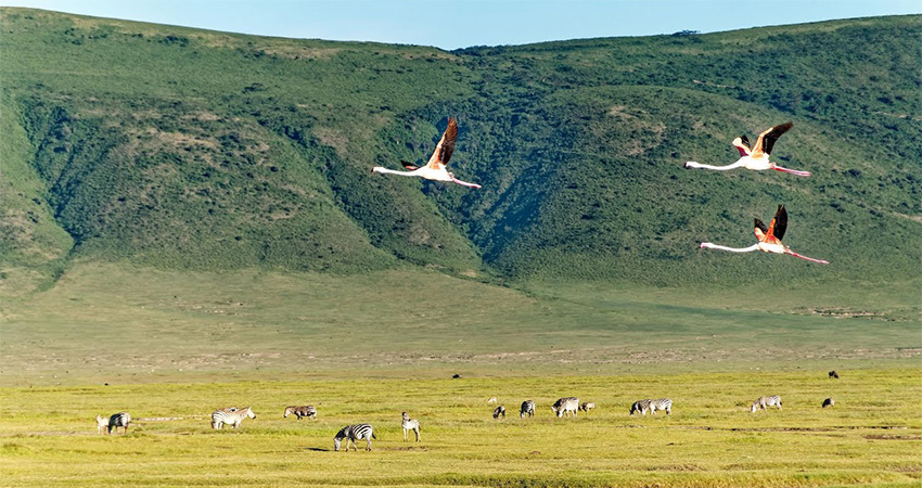 3-days-finest-serengeti-ngorongoro-group-safari