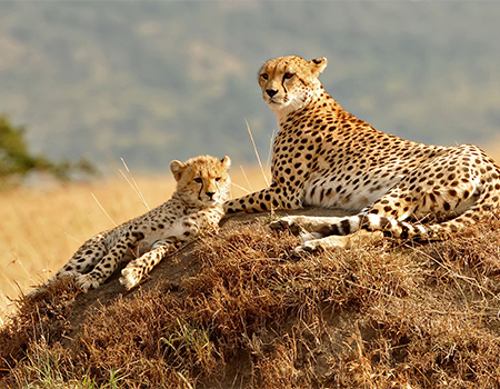 3-days-masai-mara-lodge-group-safari