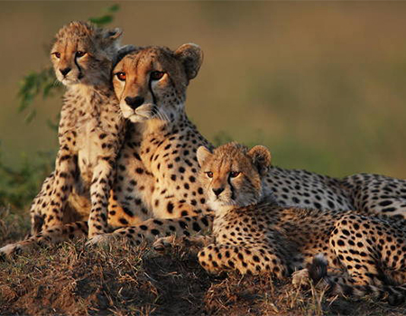 3-days-masai-mara-luxury-lodge-tented-camps-safari