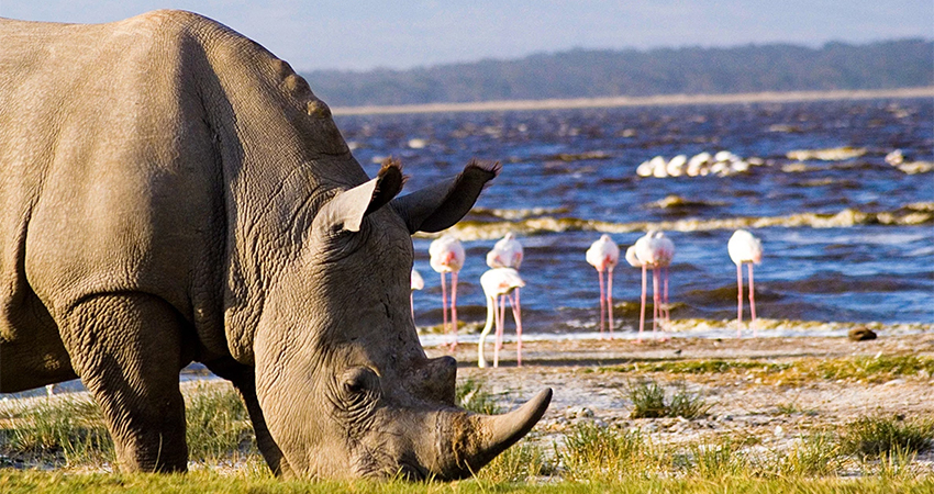 5-days-masai-mara-lake-nakuru-lake-naivasha-luxury-lodge-safari