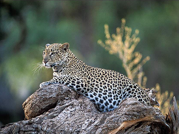 6-days-masai-mara-lake-nakuru-samburu-luxury-lodge-safari-1