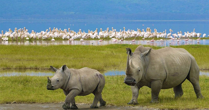 7-days-sweetwaters-lake-nakuru-lake-naivasha-masai-mara-lodge-safari