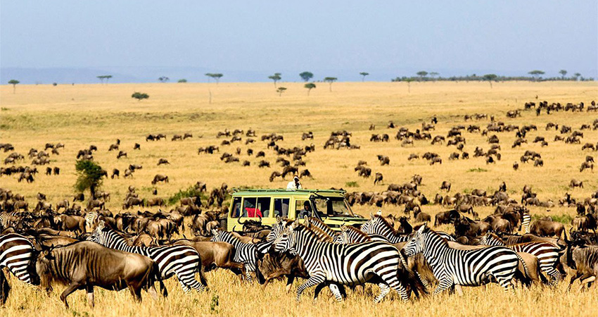 8-days-combined-kenya-tanzania-africa-safari