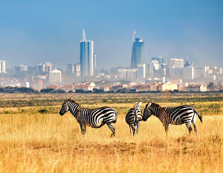 1-day-nairobi-national-park-tour