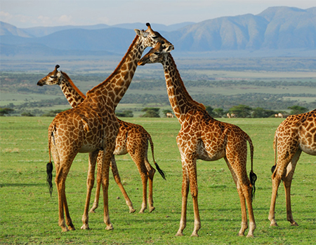 11-days-finest-of-kenya-and-tanzania-budget-safari