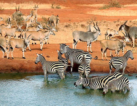 3-days-tsavo-west-tsavo-east-lodge-safari