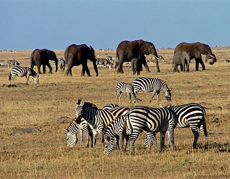 4-days-maasai-mara-lake-nakuru-camping-safari