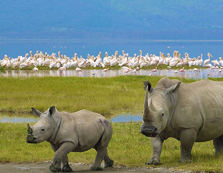 4-days-masai-mara-lake-nakuru-lodge-safari