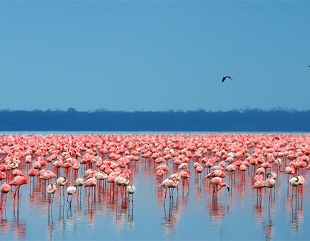 5-days-masai-mara-lake-nakuru-lake-naivasha-luxury-lodge-safari