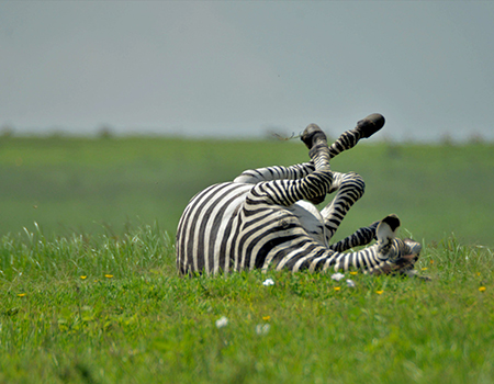 5-days-tarangire-lake-manyara-serengeti-ngorongoro-safari