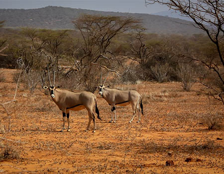 6-days-magnificent-safari-in-samburu-nakuru-maasai-mara-private-safari