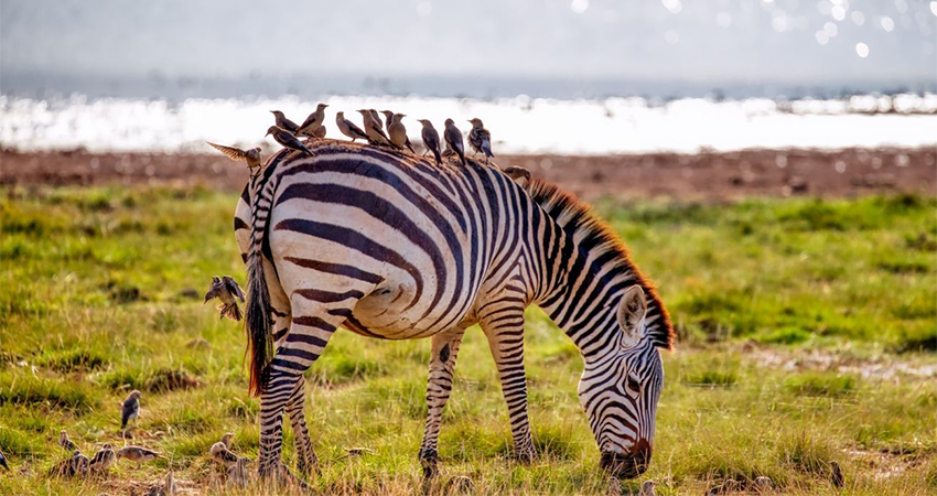 6-days-masai-mara-lake-nakuru-amboseli-budget-safari