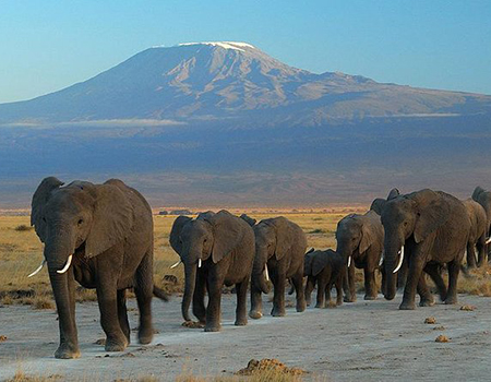 6-days-masai-mara-lake-nakuru-amboseli-luxury-lodge-group-safari