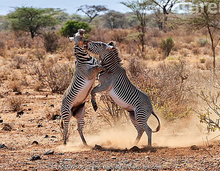 6-days-masai-mara-lake-nakuru-samburu-luxury-lodge-safari