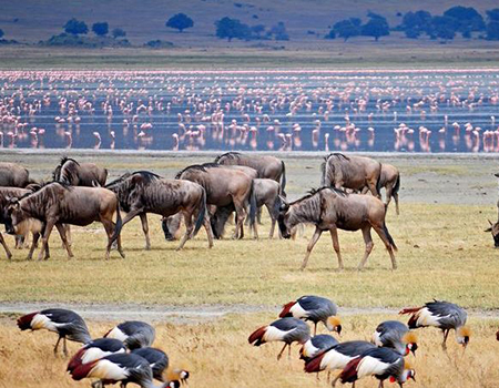 6-days-tarangire-lake-manyara-serengeti-ngorongoro-budget-safaris