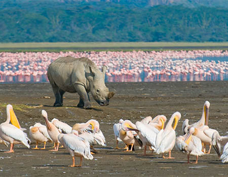 7-days-sweetwaters-lake-nakuru-lake-naivasha-masai-mara-lodge-safari