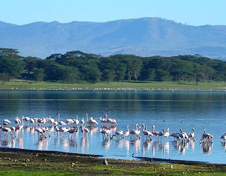 8-days-maasai-mara-lake-nakuru-lake-naivasha-amboseli-tour