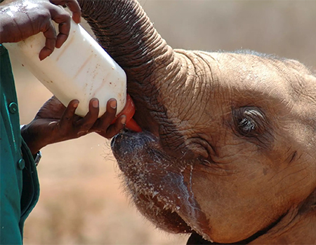 daphne-sheldrick-elephant-orphanage-day-trip